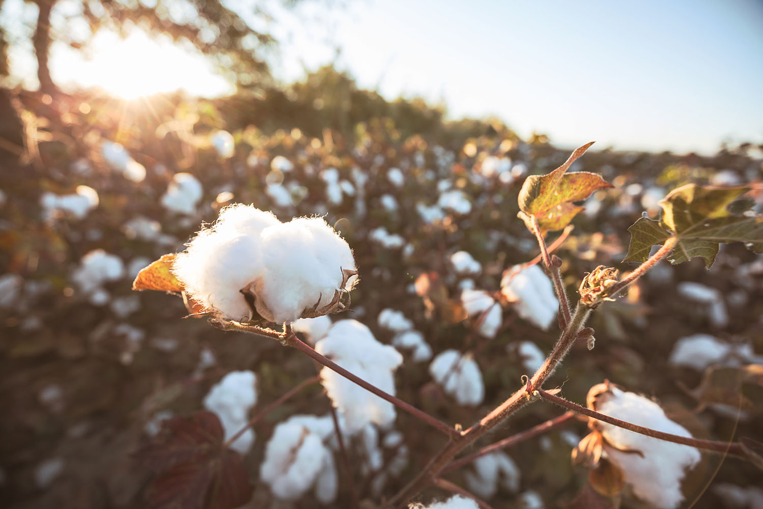 Cotton plant