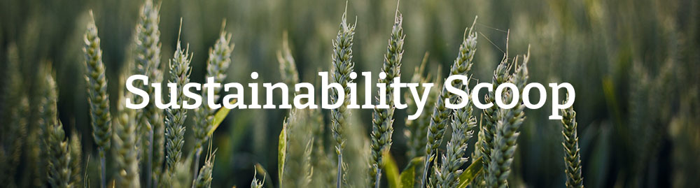 Sustainability scoop newsletter #4