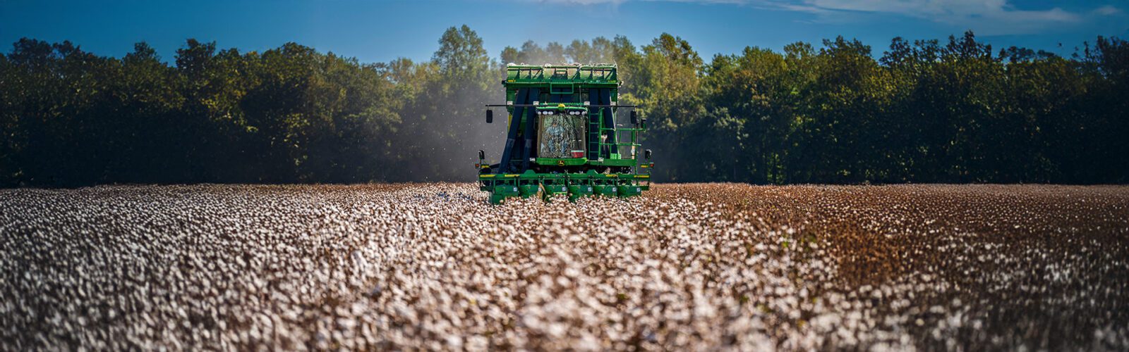 cotton field harvesting